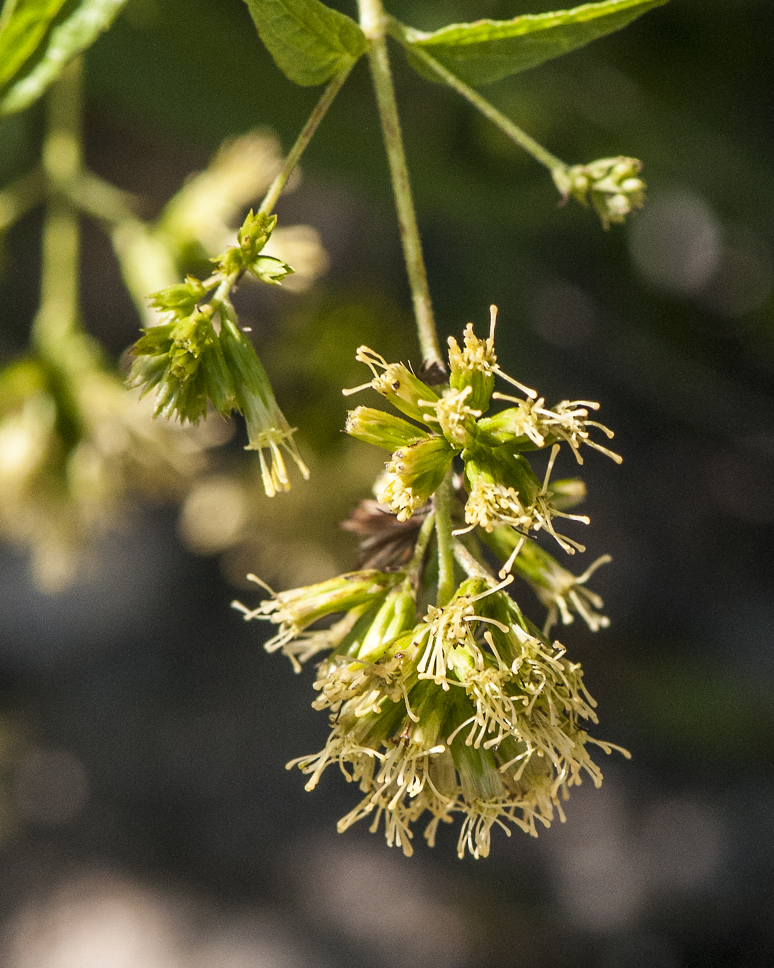 Shrubby Thoroughwort Head