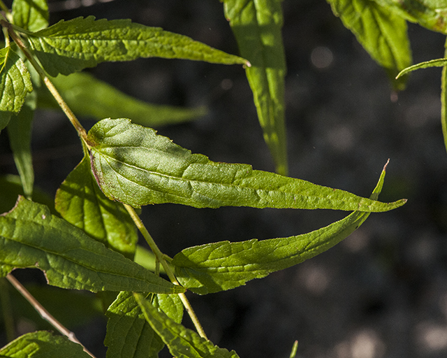 Shrubby Thoroughwort Leaves