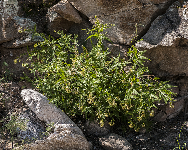 Shrubby Thoroughwort Plant