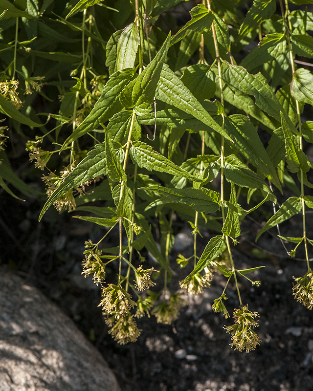 Shrubby Thoroughwort Stem