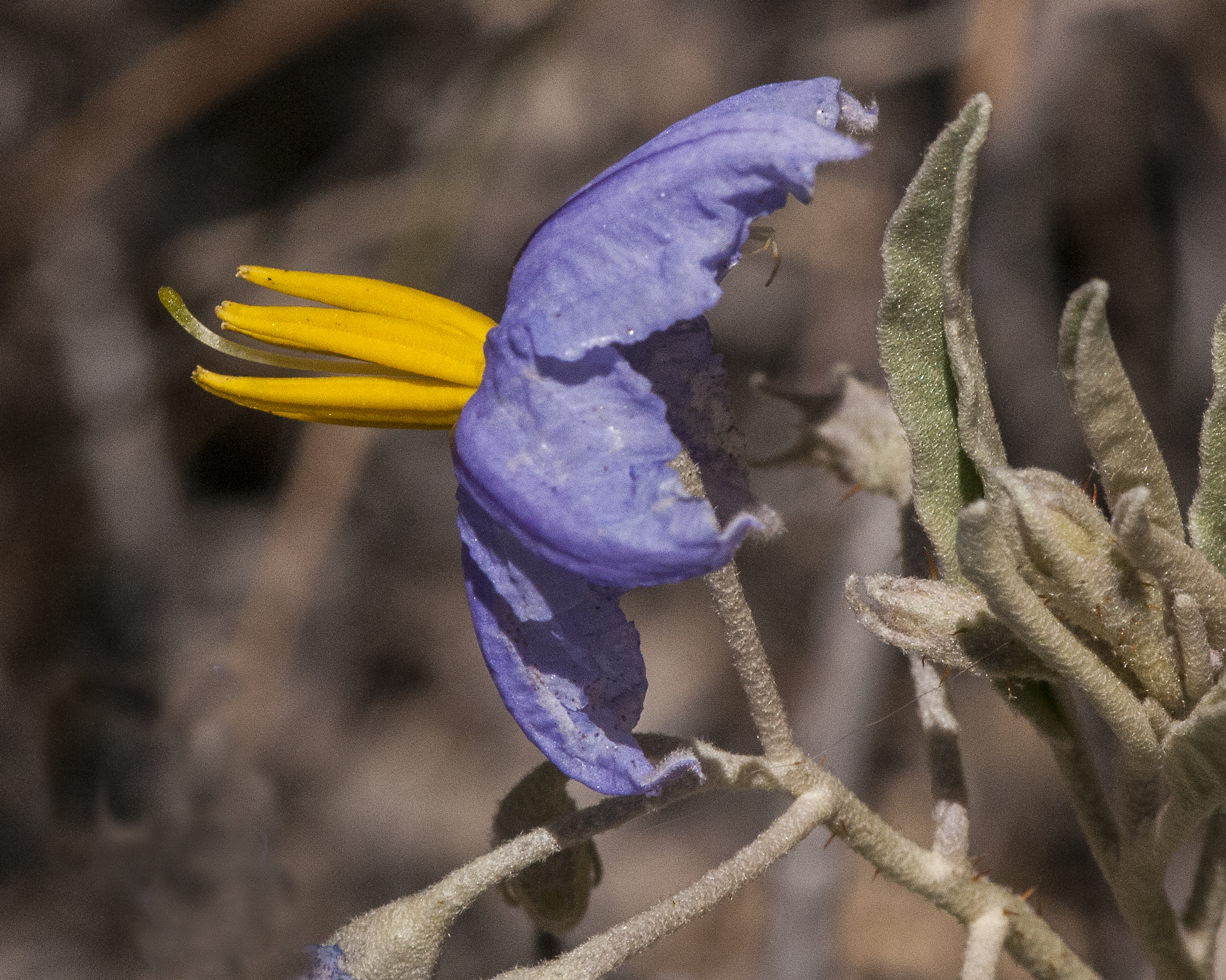 Silverleaf Nightshade Flower
