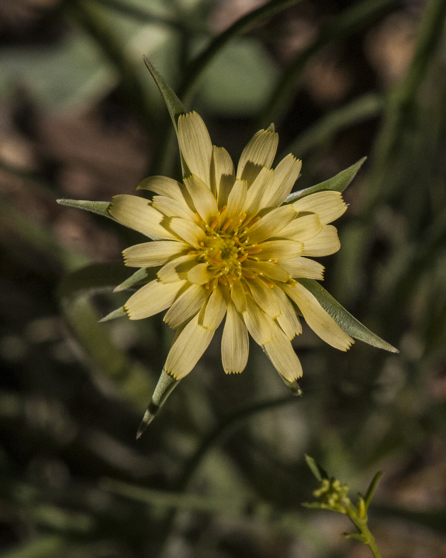 Silverpuffs Flower