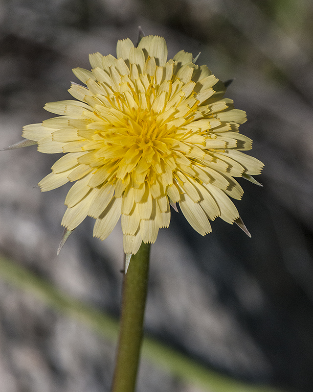 Silverpuffs Flower