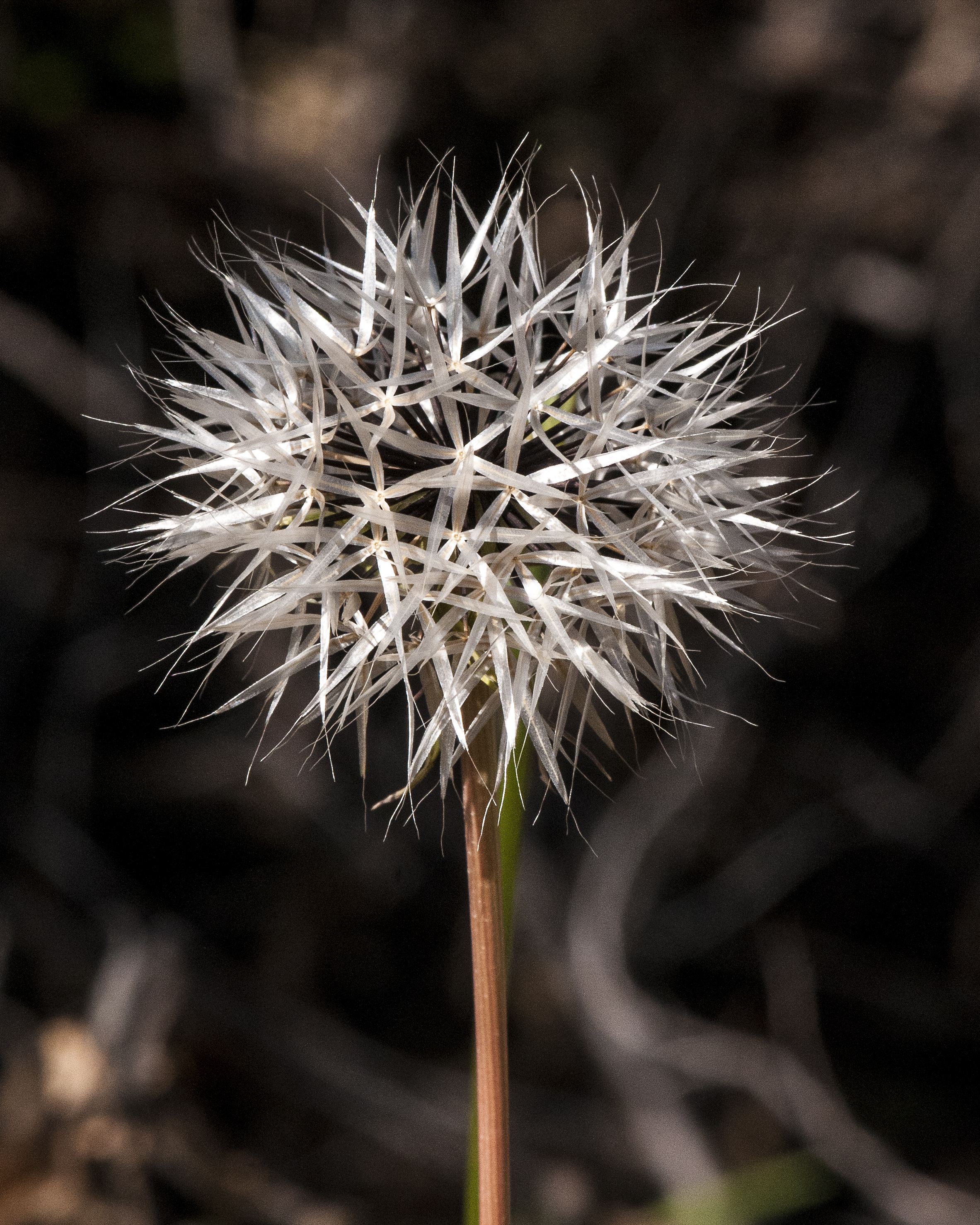 Silverpuffs Seed Head