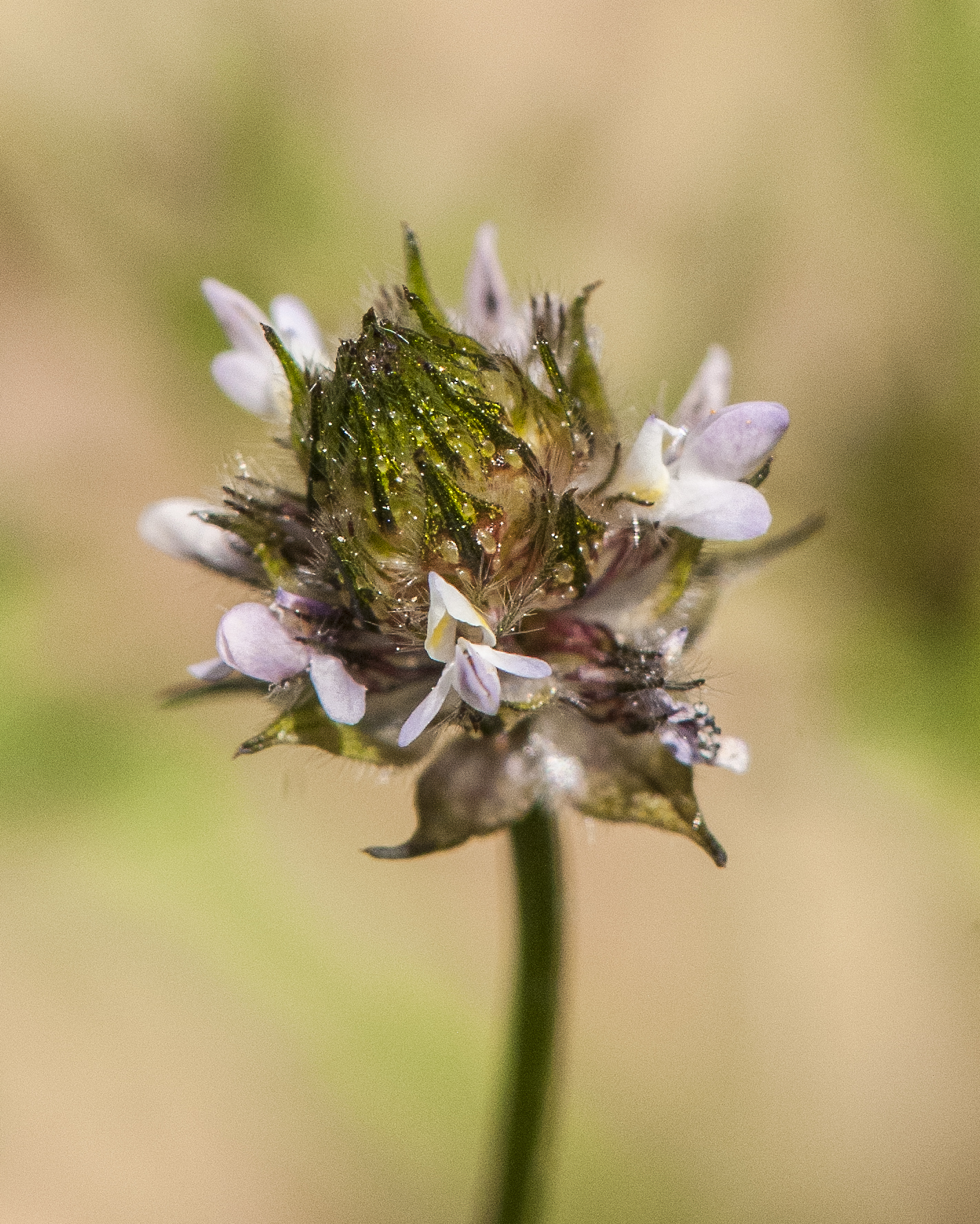 Sixweeks Prairie Clover Flower