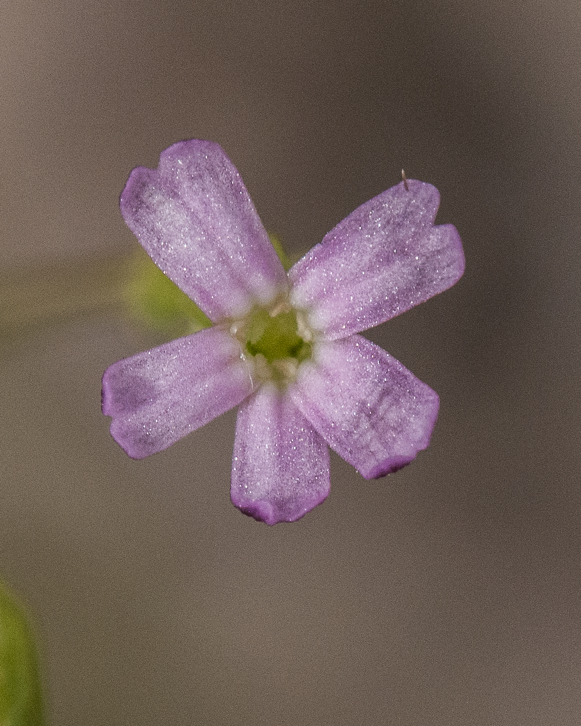 Sleepy Catchfly Flower