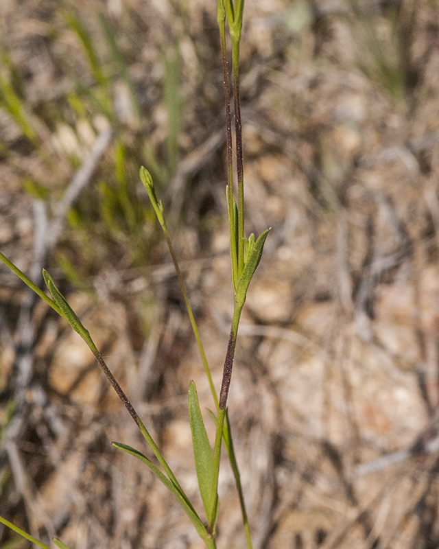 Sleepy Catchfly Internode