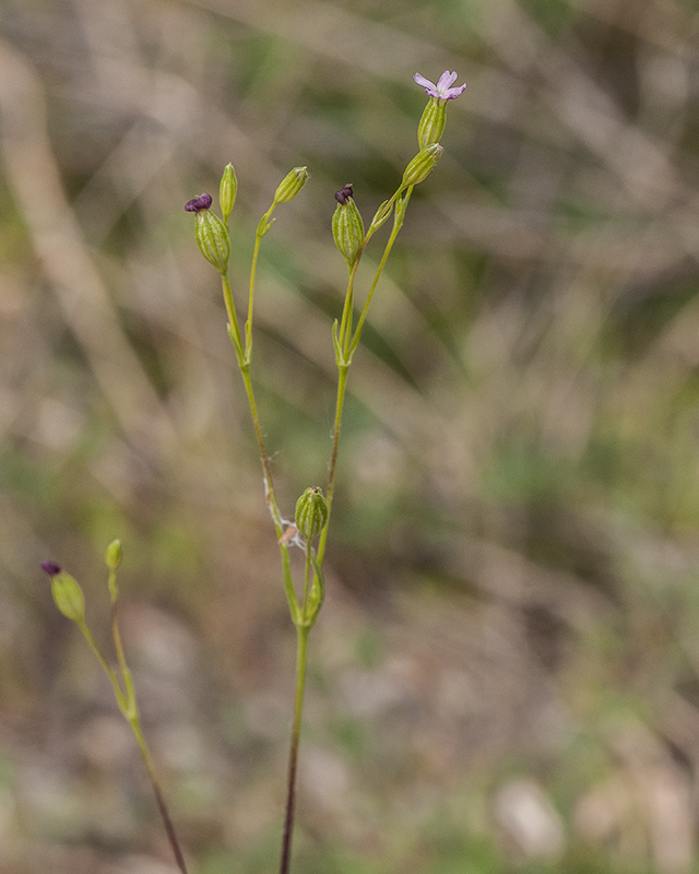 Sleepy Catchfly Stem