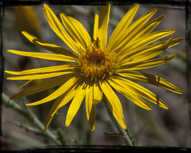 Slender Goldenweed Flower