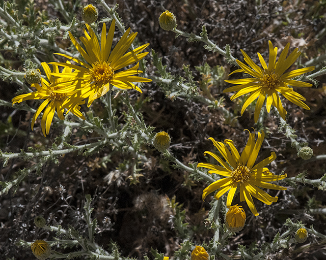 Slender Goldenweed Leaves