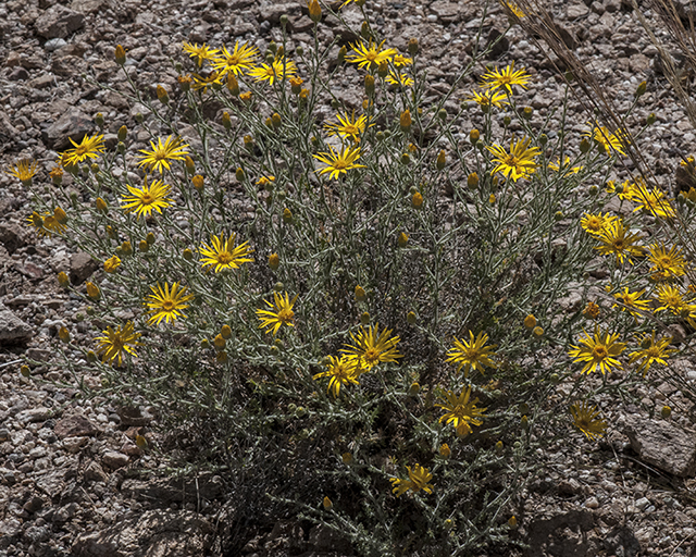 Slender Goldenweed Plant