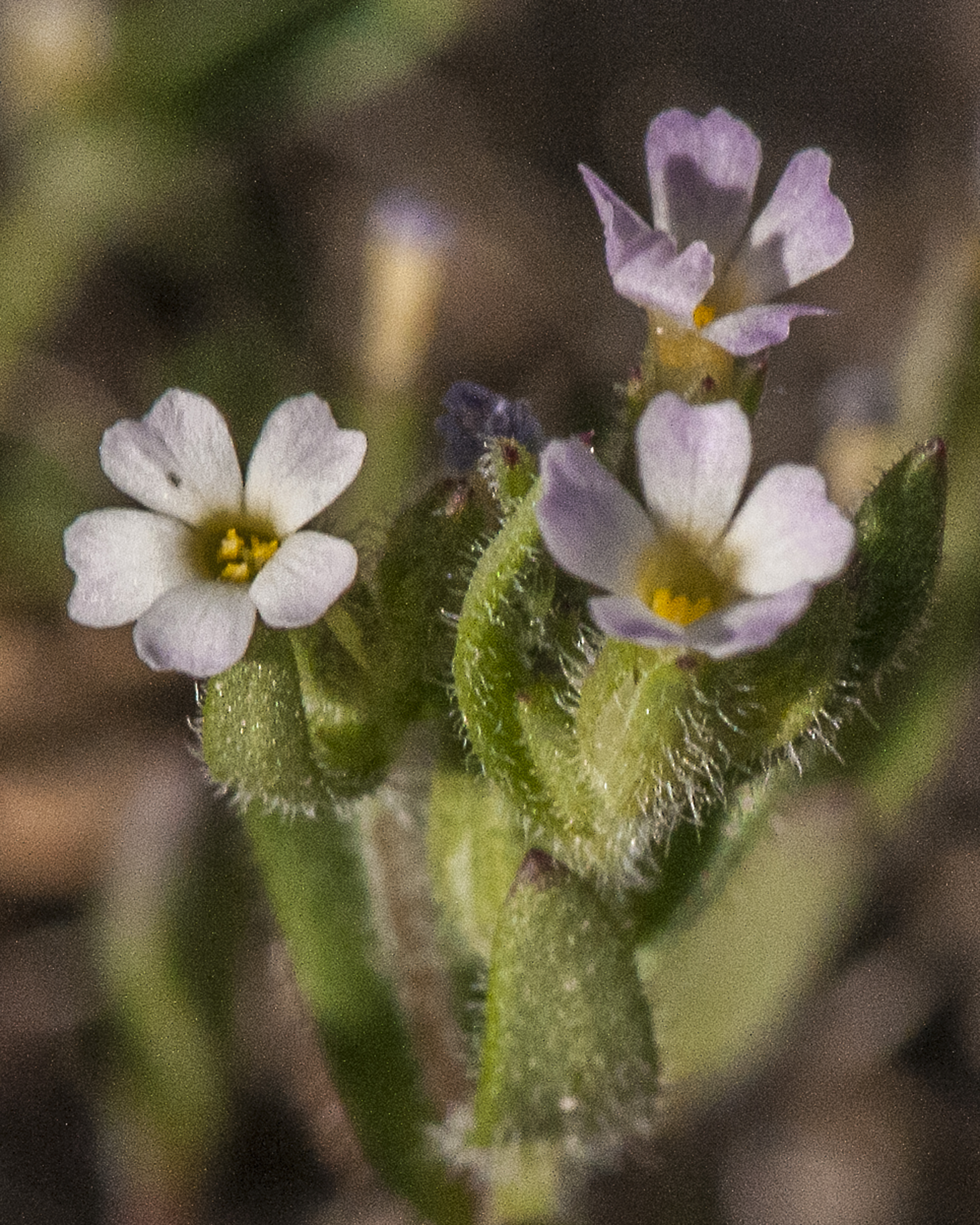Slender Phlox Flower