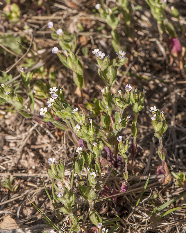 Slender Phlox Plant