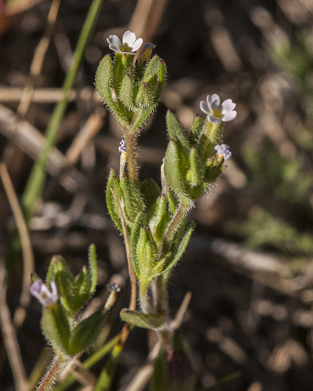 Slender Phlox Stem