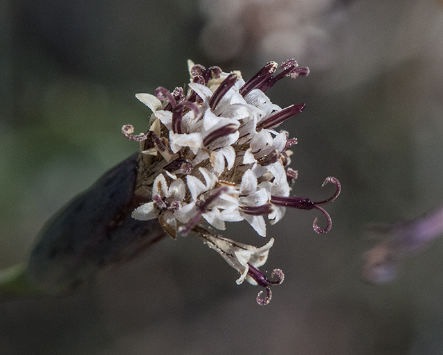 Slender Poreleaf