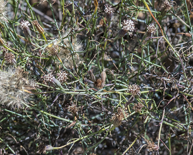 Slender Poreleaf Plant