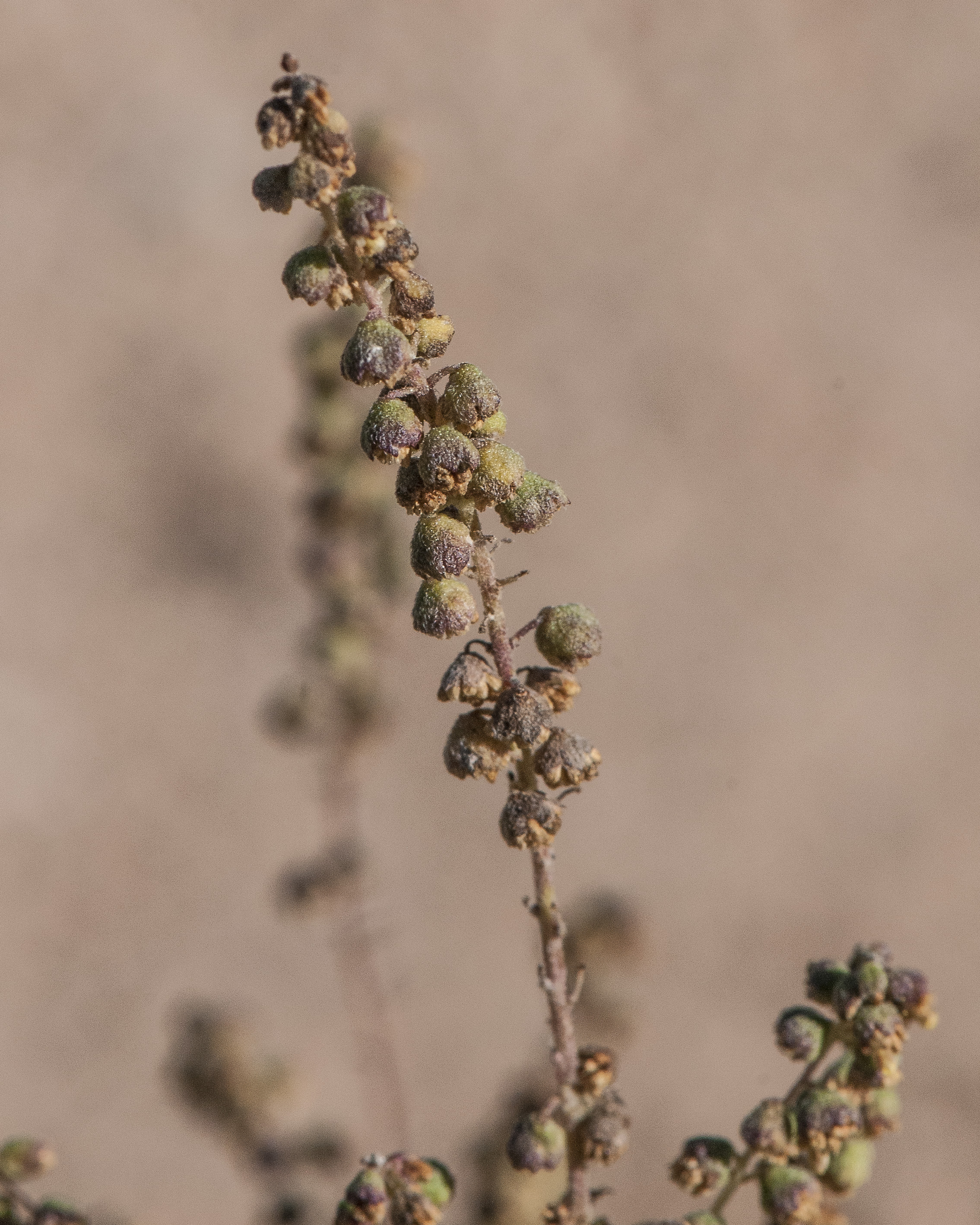 Slimleaf Bursage Flower