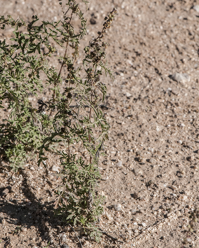Slimleaf Bursage Plant