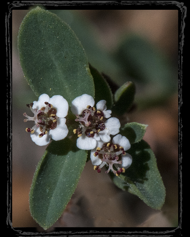 Smallseed Sandmat Flower