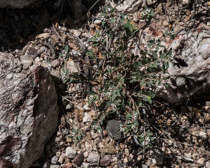 Smallseed Sandmat Plant