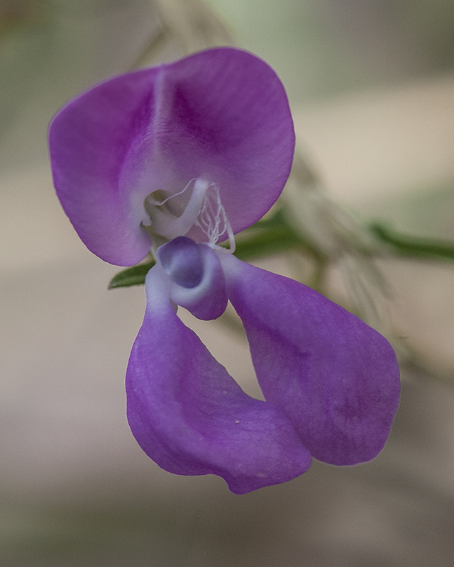 Small Wild Bean Flower