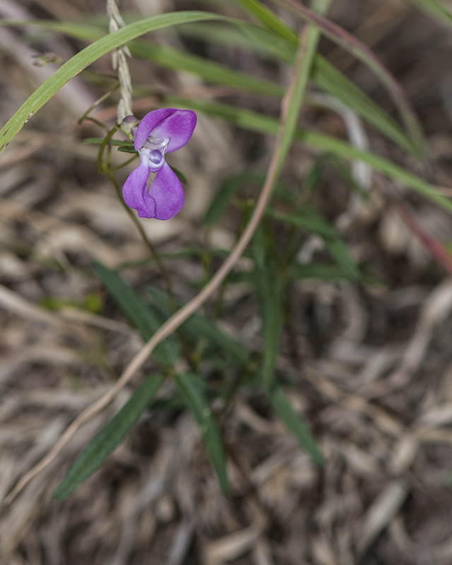 Small Wild Bean Plant