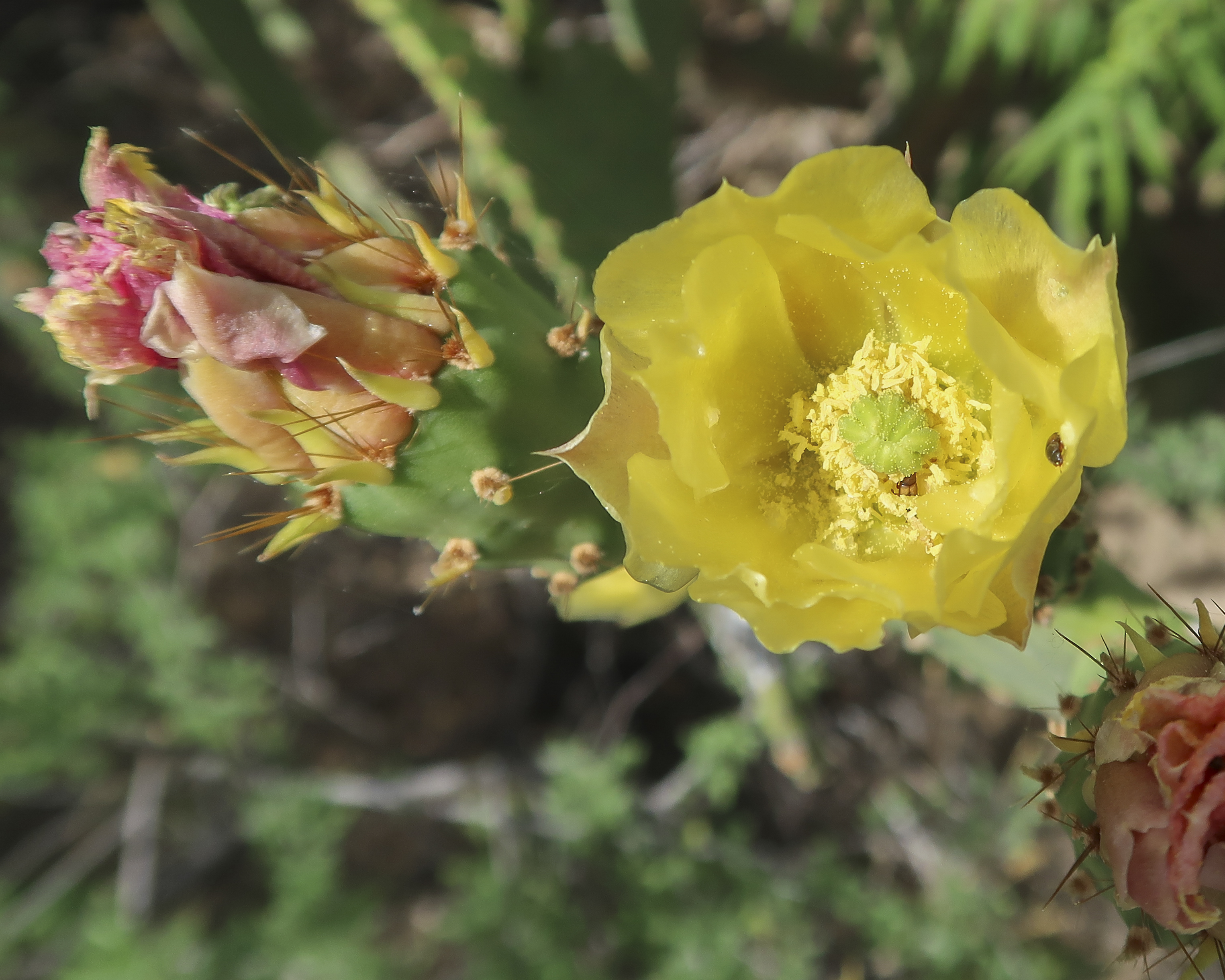 Smooth Pricklypear Flower