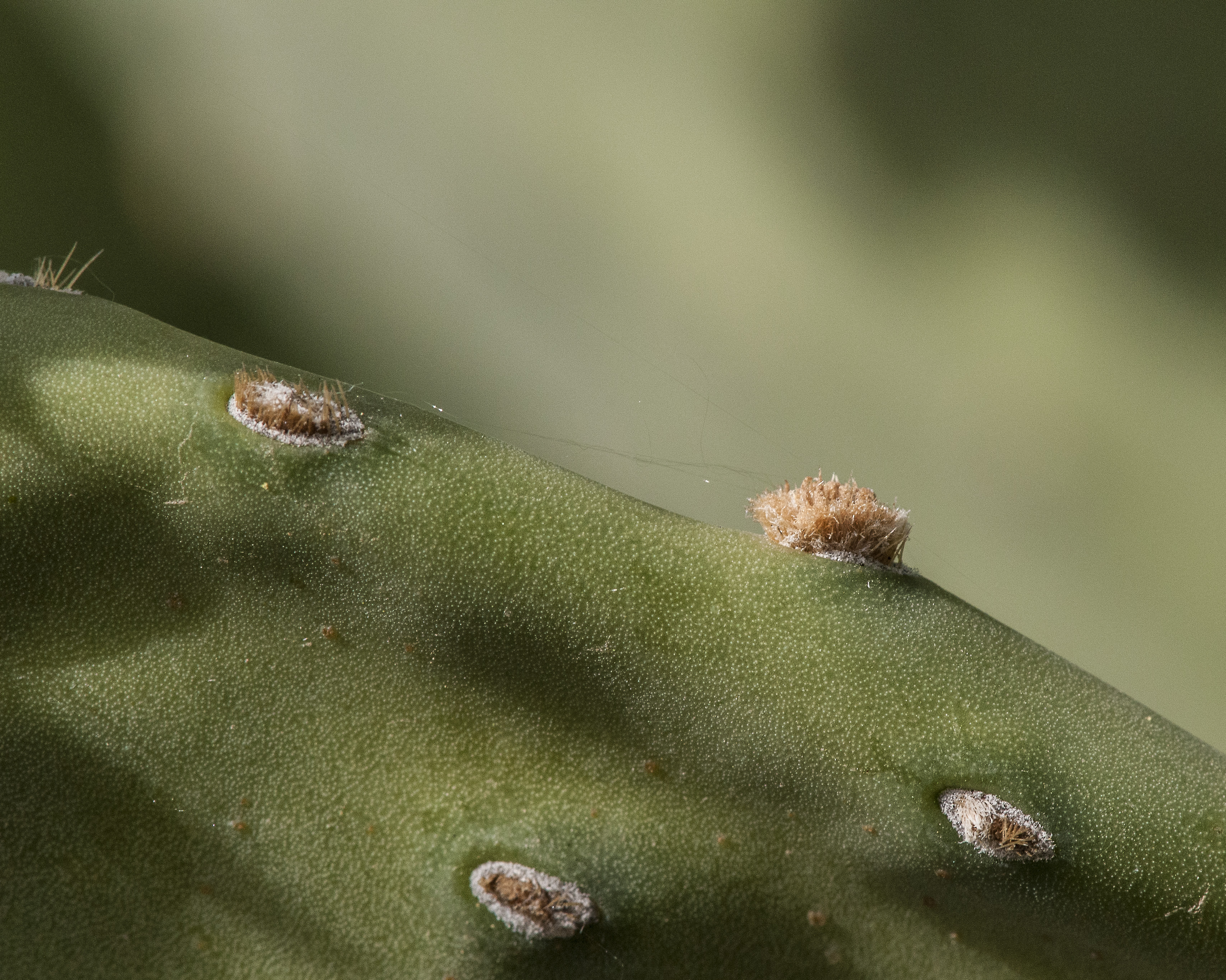 Smooth Pricklypear Glochids