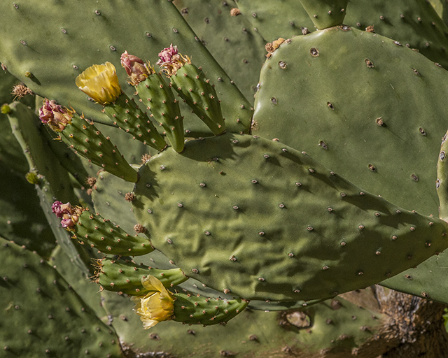 Smooth Pricklypear Pad