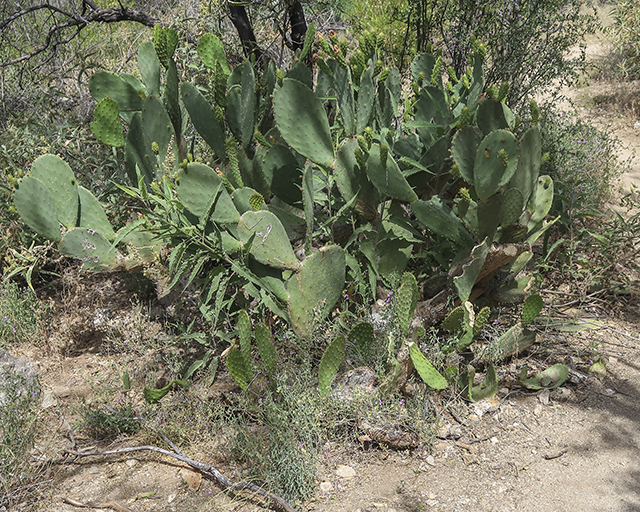 Smooth Pricklypear Plant