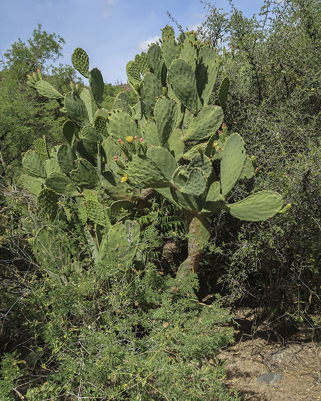 Smooth Pricklypear Plant
