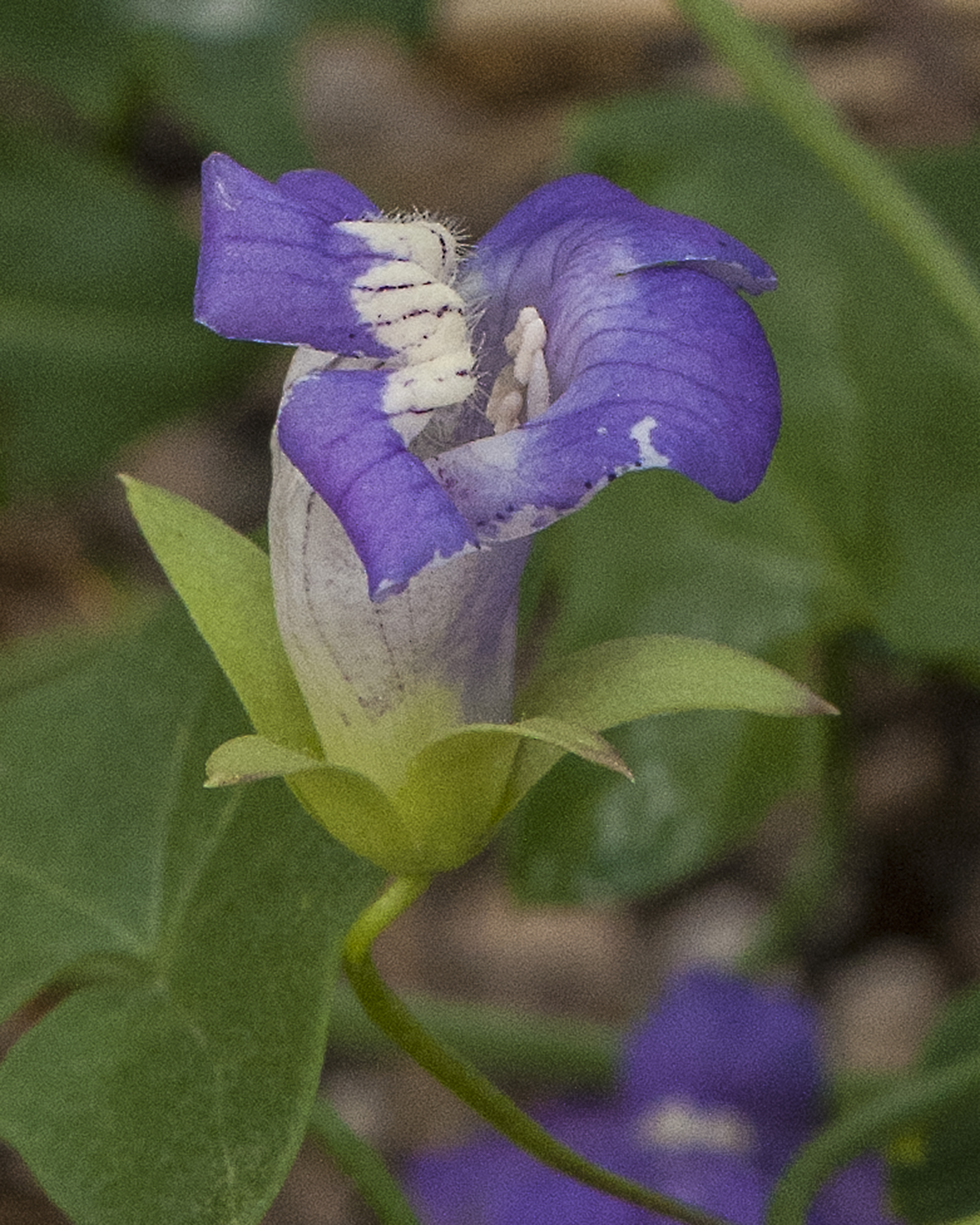 Snapdragon Vine Flower
