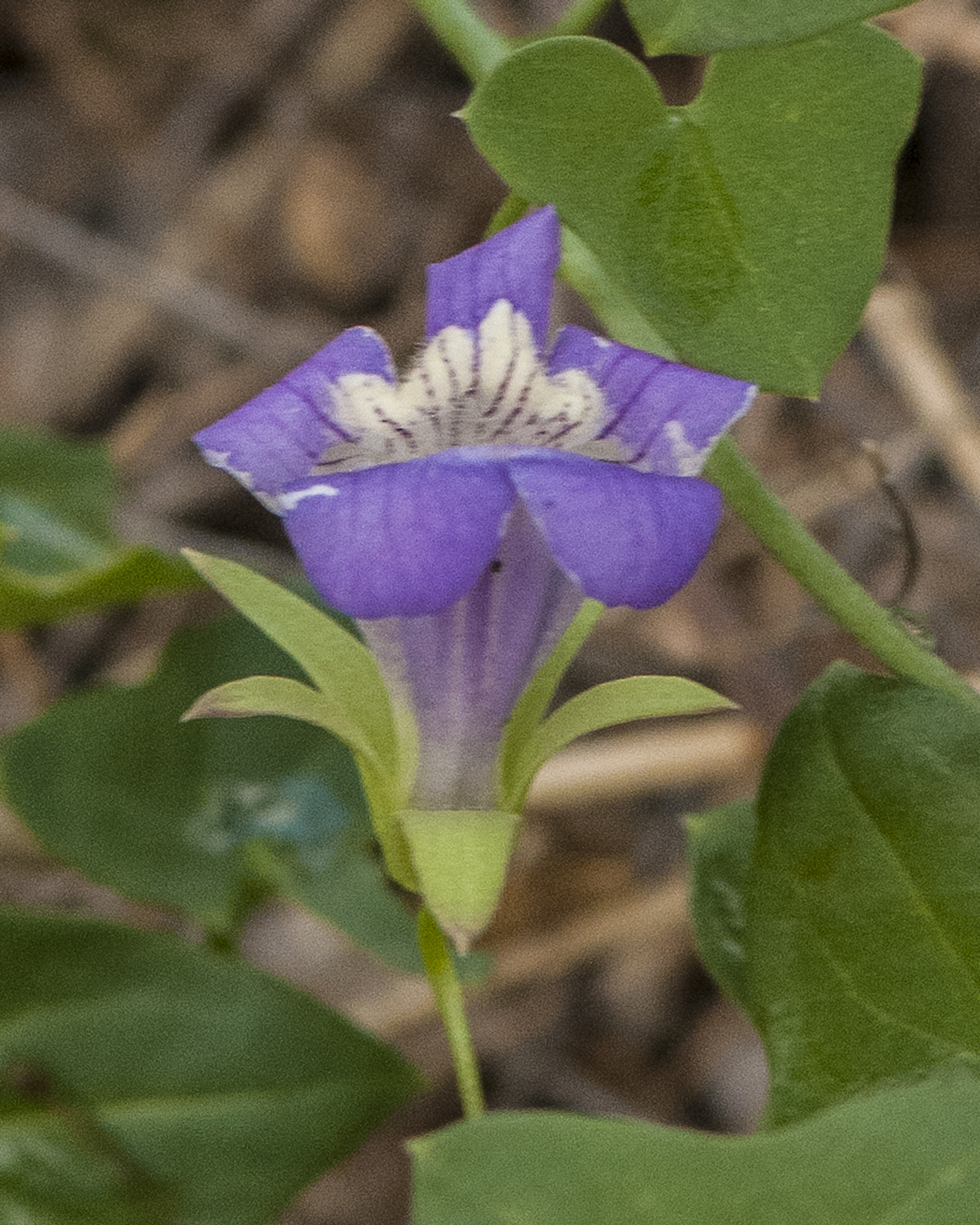 Snapdragon Vine Flower