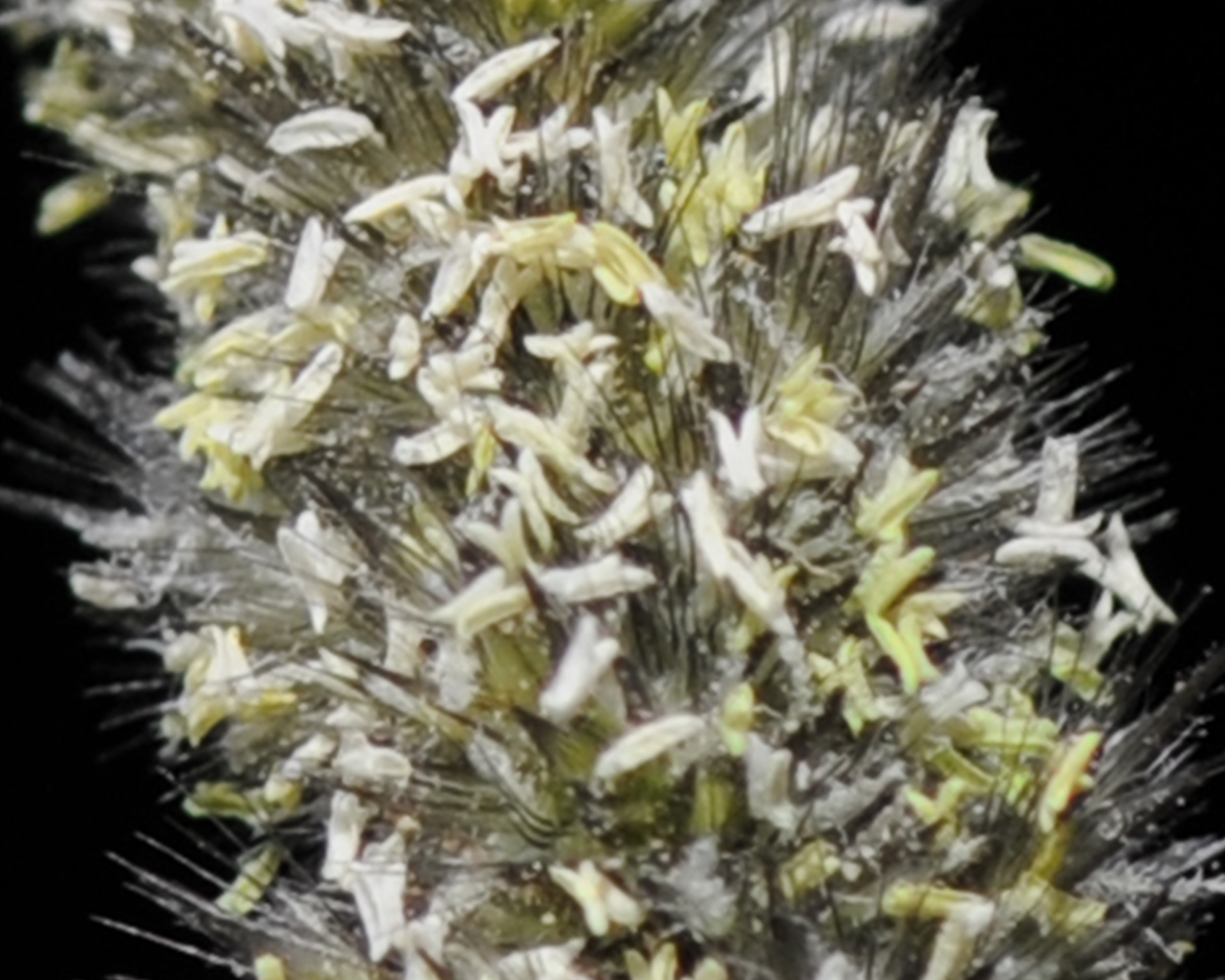 Soft Feather Pappusgrass Flower