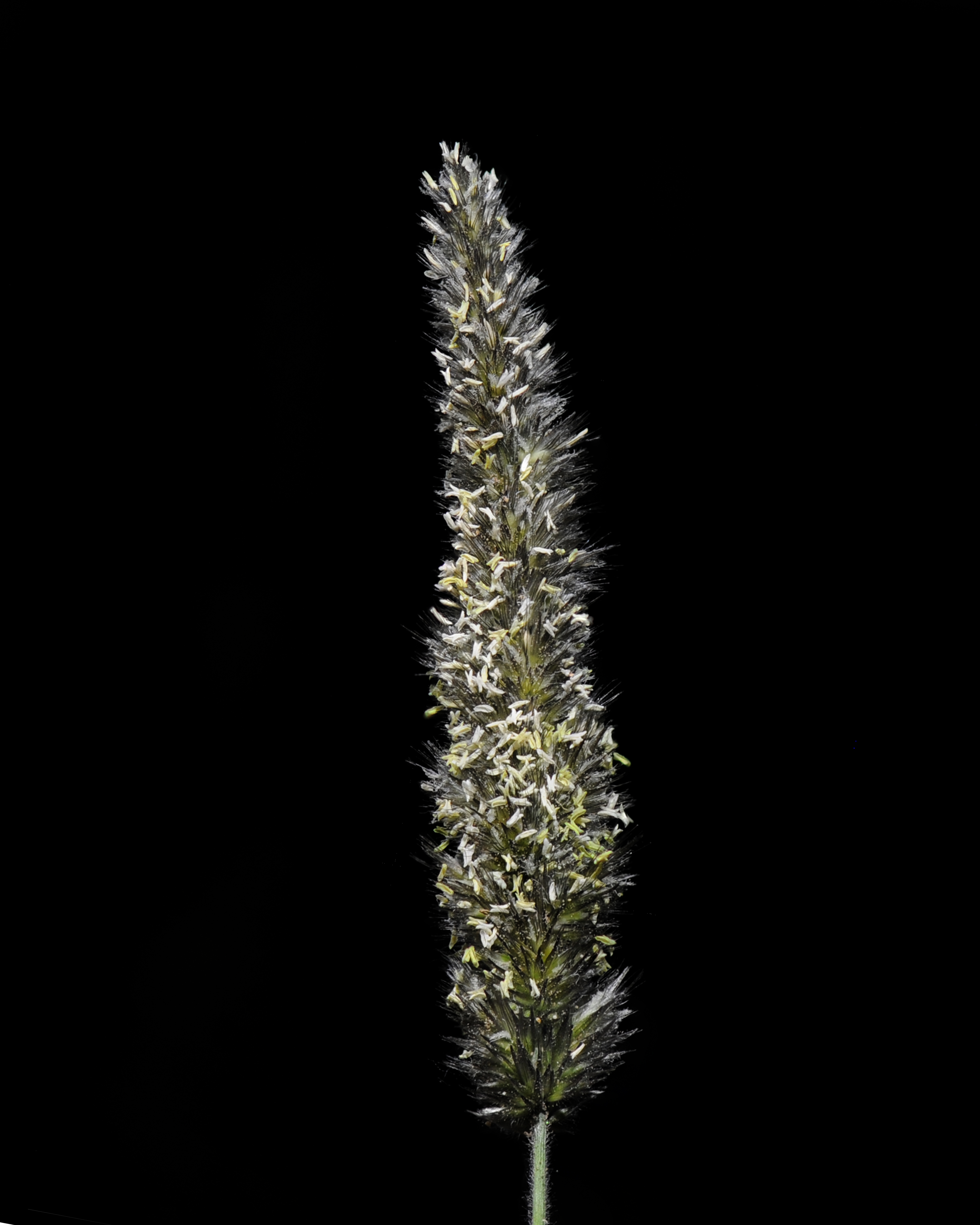 Soft Feather Pappusgrass Stem