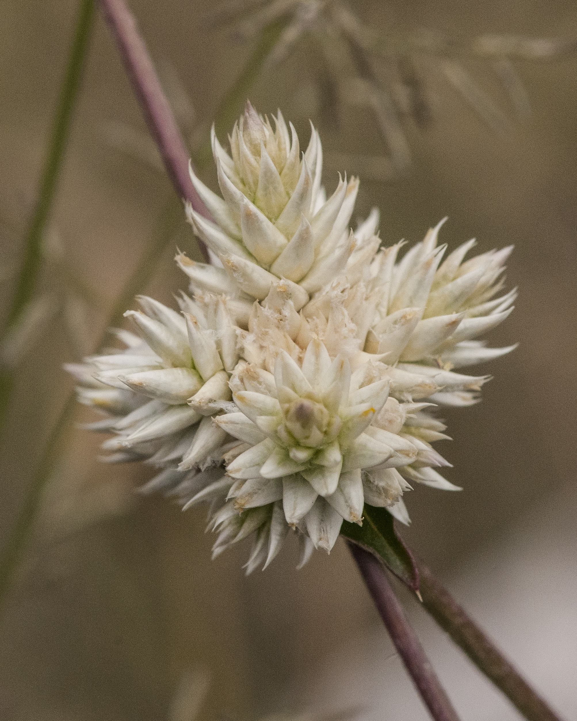 Sonoran Globe Amaranth Flower