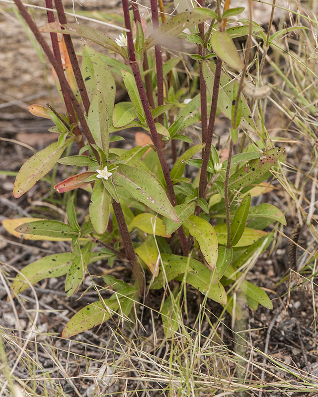 Sonoran Globe Amaranth Leaves
