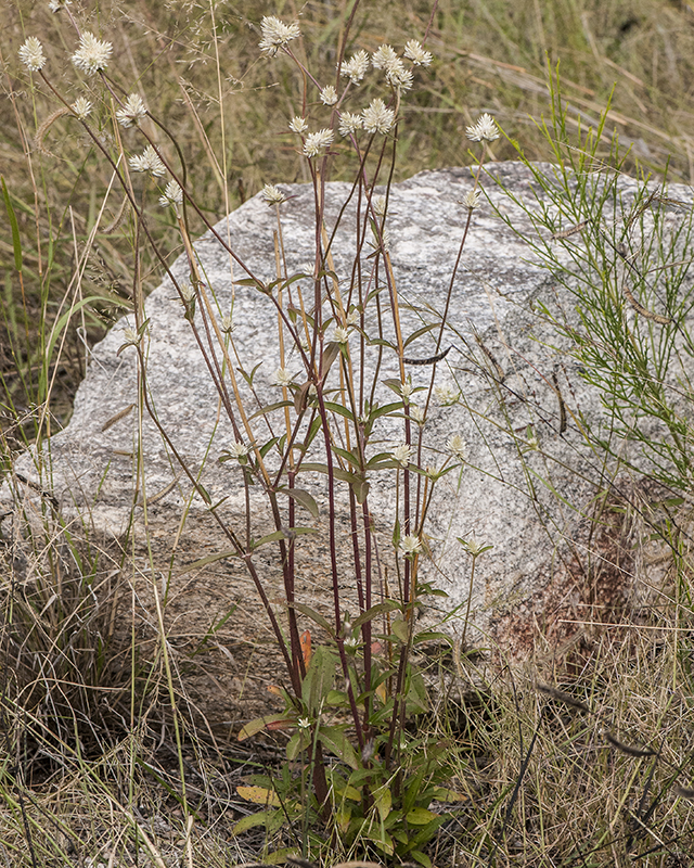 Sonoran Globe Amaranth Plant
