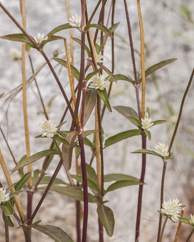 Sonoran Globe Amaranth Stem