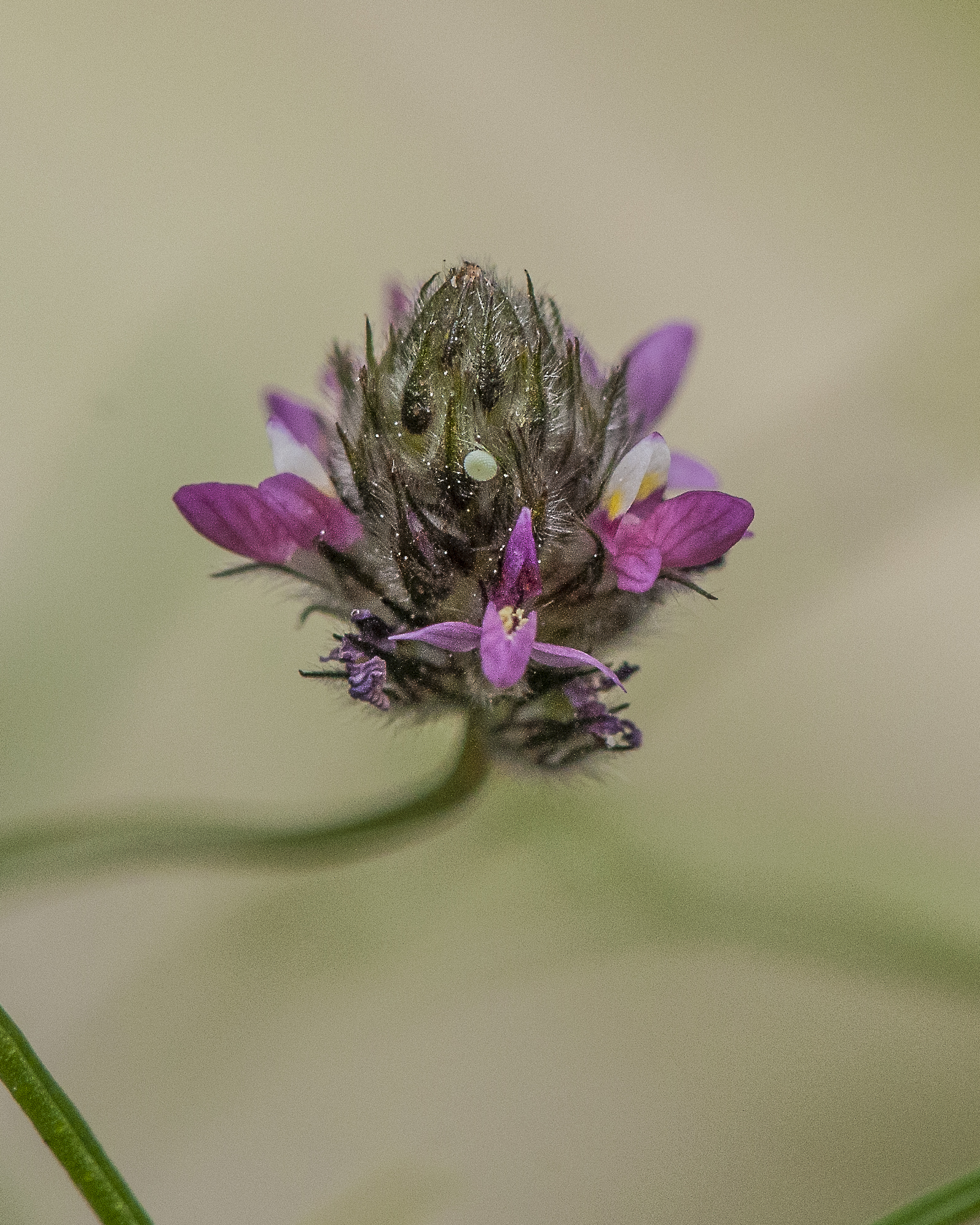 Sonoran Prairie Clover Flower