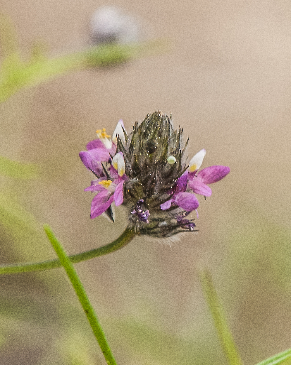 Sonoran Prairie Clover Flower