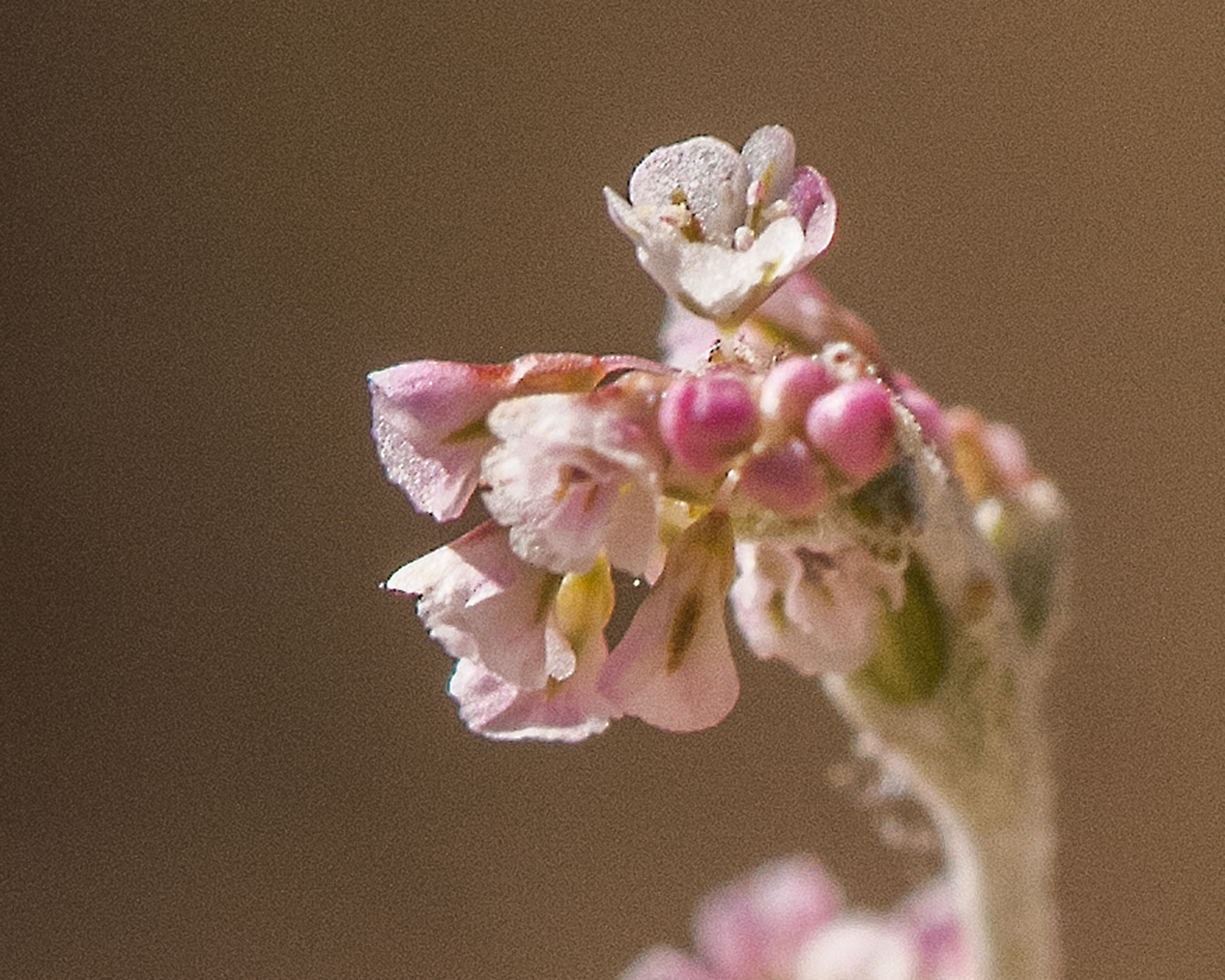 Sorrel Buckwheat Flower