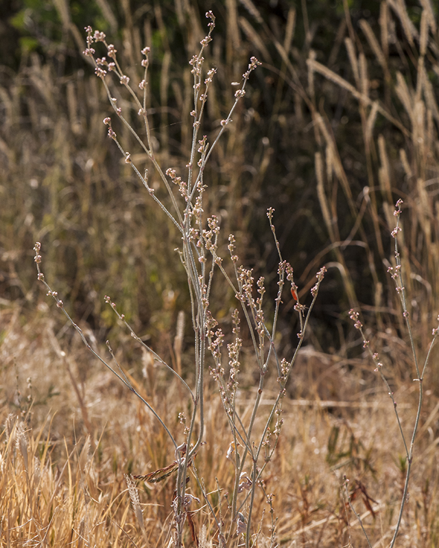 Sorrel Buckwheat Plant