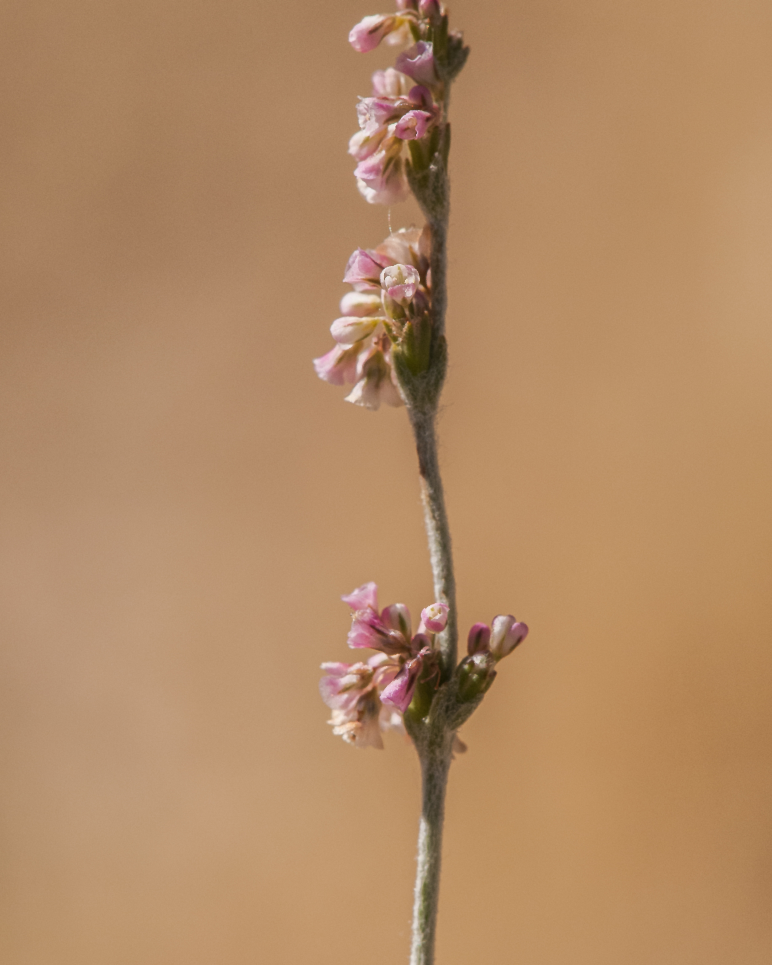 Sorrel Buckwheat Stem