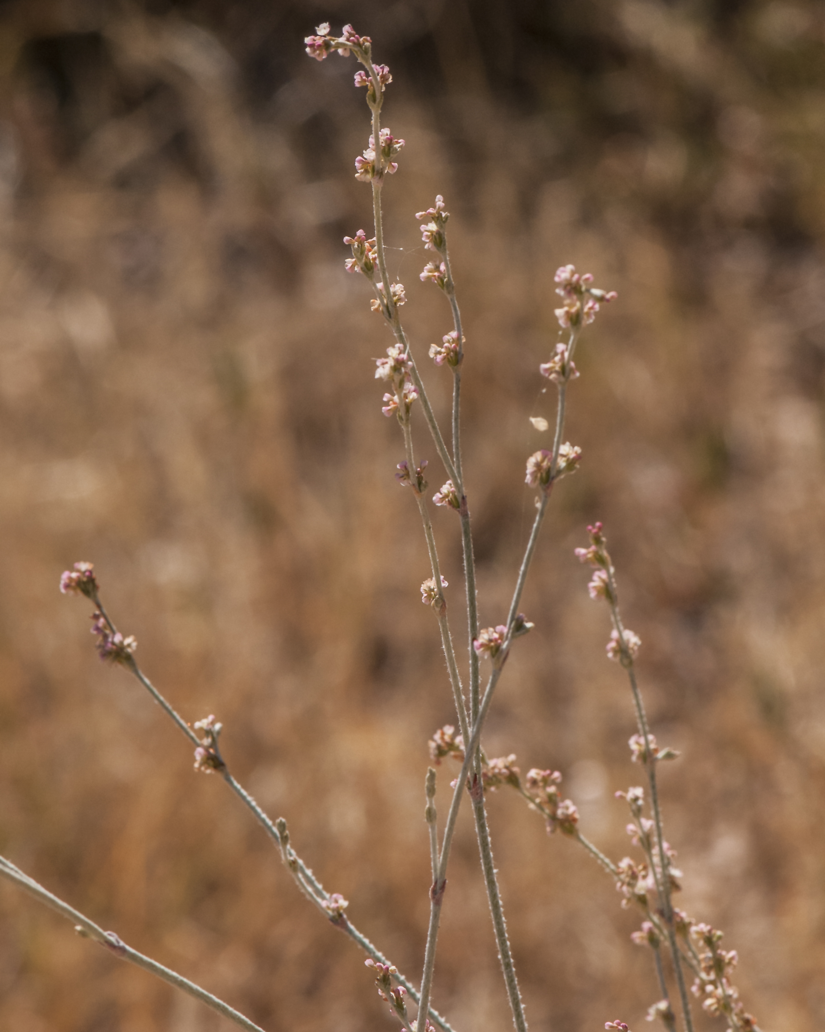 Sorrel Buckwheat Stem