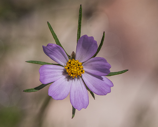 Southwestern Cosmos Flower