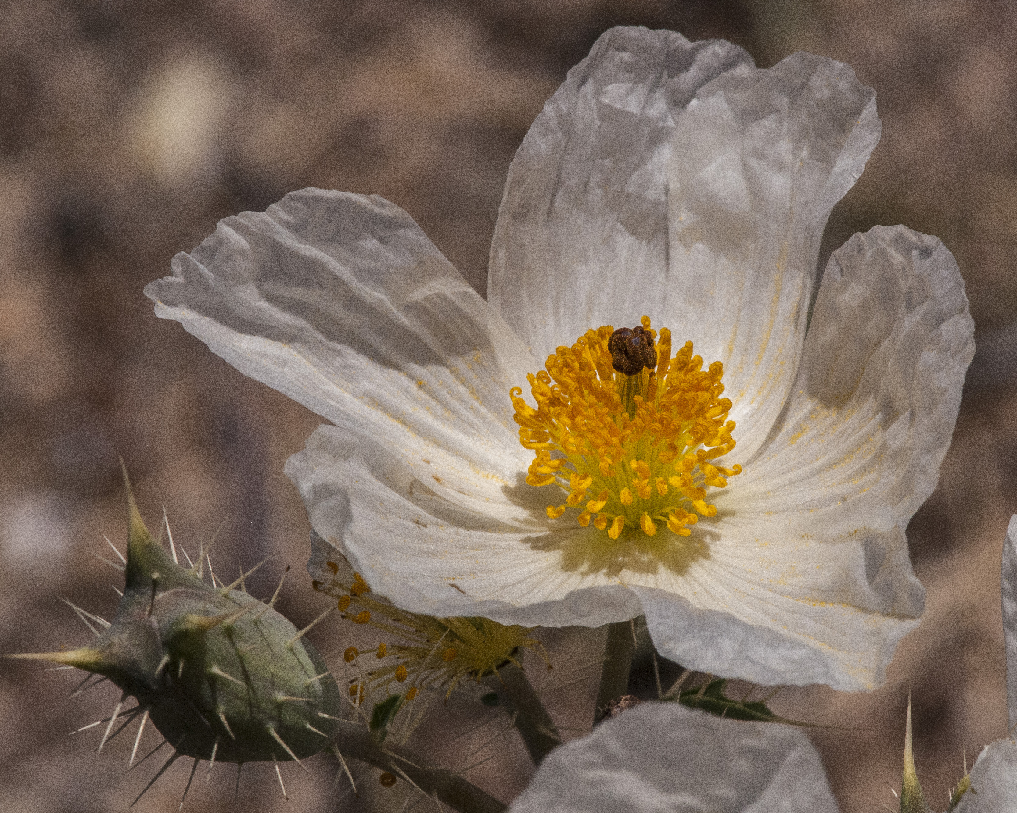 Southwestern Pricklypoppy Flower