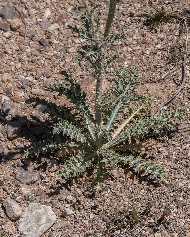 Southwestern Pricklypoppy Leaves