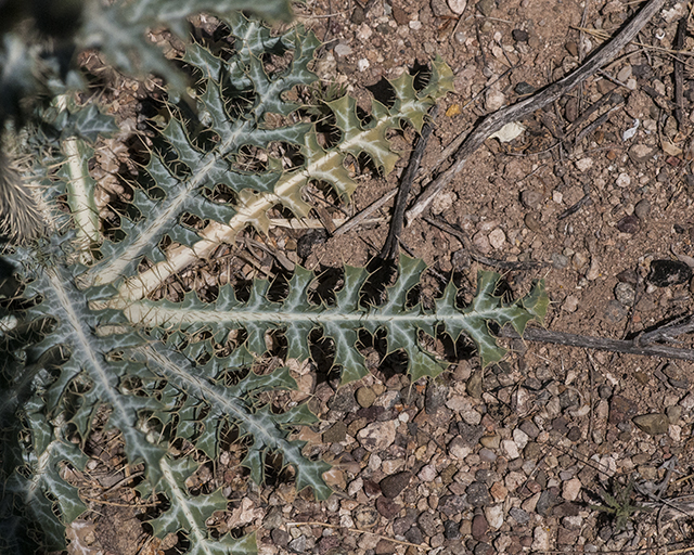 Southwestern Pricklypoppy Leaves