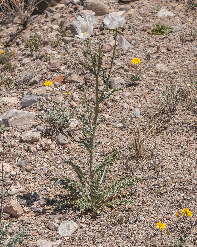Southwestern Pricklypoppy Plant
